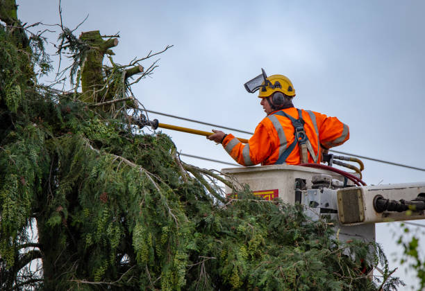 Villas, FL Tree Care Company