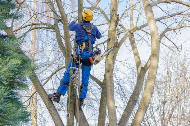 Best Storm Damage Tree Cleanup  in Villas, FL